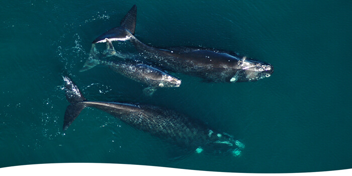 Estudiando la dinámica poblacional de la ballena Franca Austral en Península Valdés – Instituto de Conservación de Ballenas