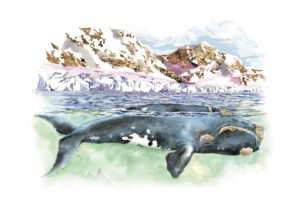 ballena franca austral