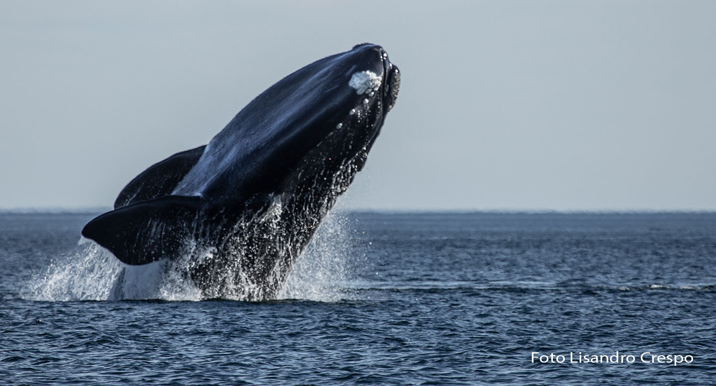 Llegan Las Primeras Ballenas Francas A Península Valdés – Instituto De ...