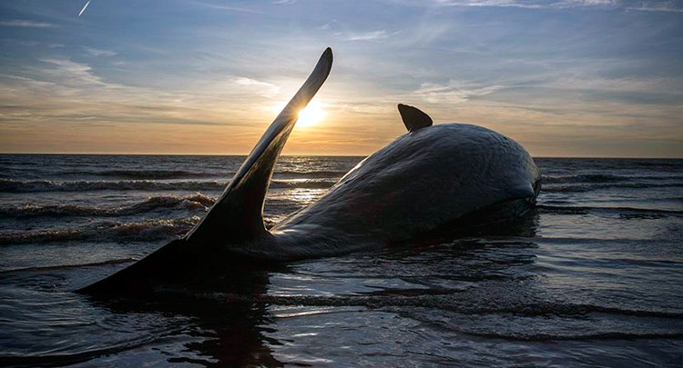 varan los cetáceos Instituto de Conservación de Ballenas