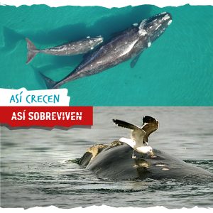 ballenas sufren amenazas