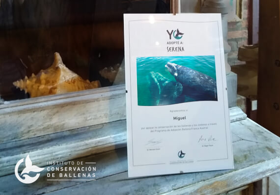 programa de adopcion de ballenas