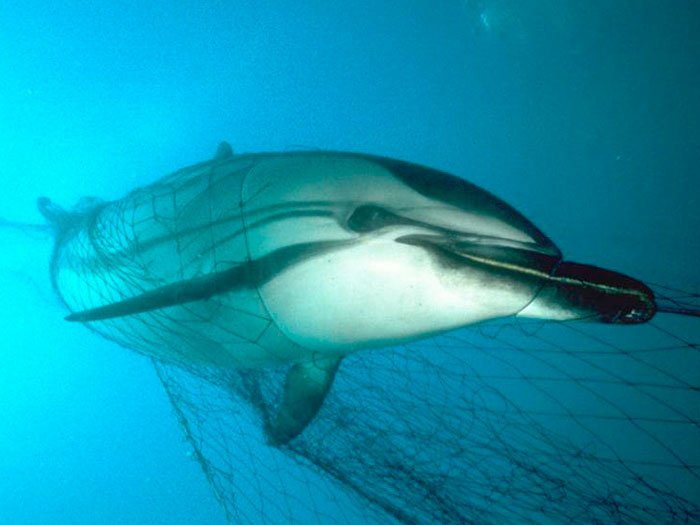 Redes de pesca ilegales atrapan delfines, ballenas y otras especies  protegidas 