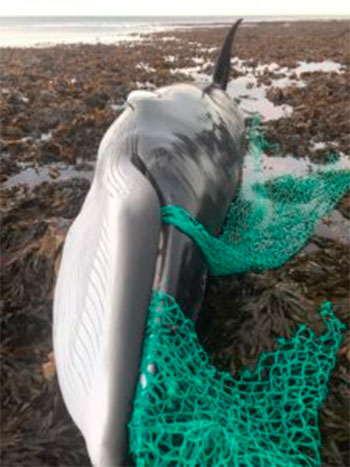 35 toneladas de redes de pesca transformadas en viseras de gorras