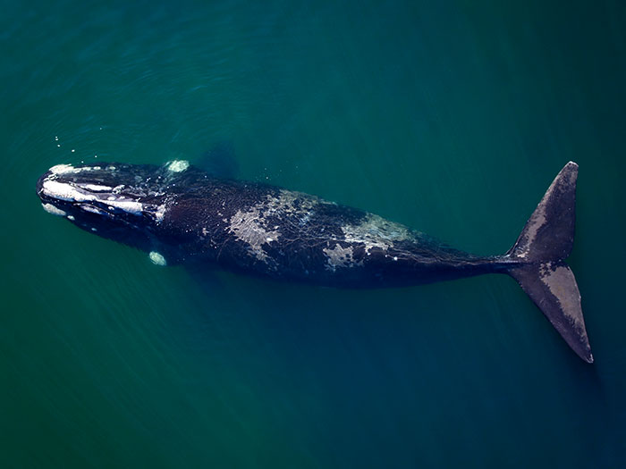 ballena derramada de petroleo